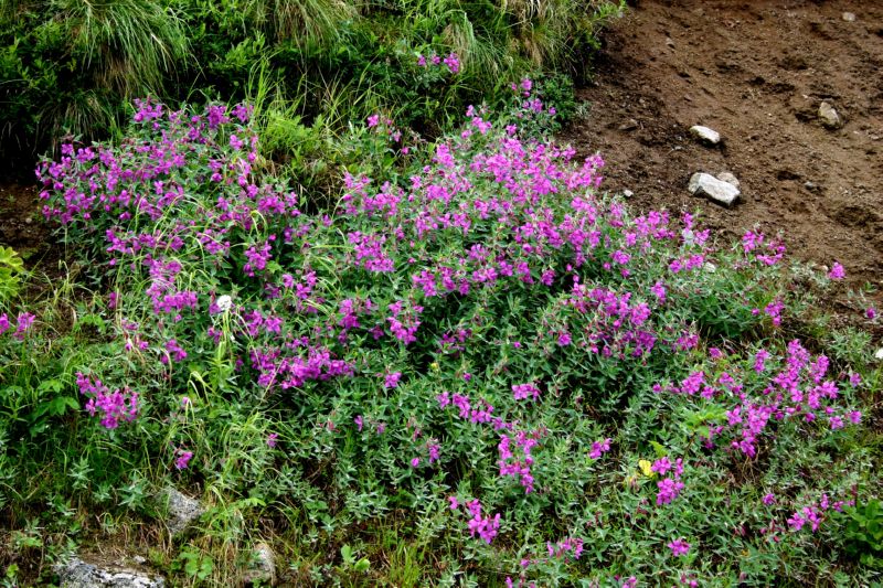 070404 Hope Hatcher Montana Creek (10158)
